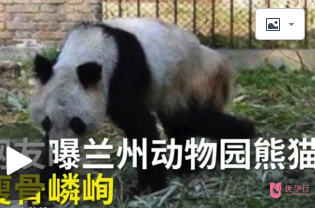 熊貓瘦成皮包骨，繁殖后代也用上了人工授精？