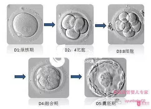 美國(guó)試管嬰兒
